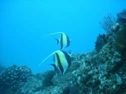 Moorish Idol pair, shot in the Sea of Cortez. Shot just o... by Ash Pickering 